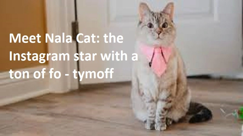 Meet Nala Cat: The Instagram Star With A Ton Of Fo – Tymoff